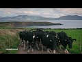 70 minutes of cows 🐄  in Co. Kerry, Ireland 🇮🇪  Slow TV - Relaxation for expats and farmers