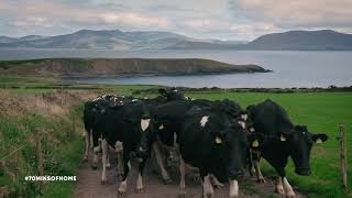 70 minutes of cows 🐄  in Co. Kerry, Ireland 🇮🇪  Slow TV - Relaxation for expats and farmers