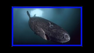 No, scientists haven't found a 512-year-old greenland shark