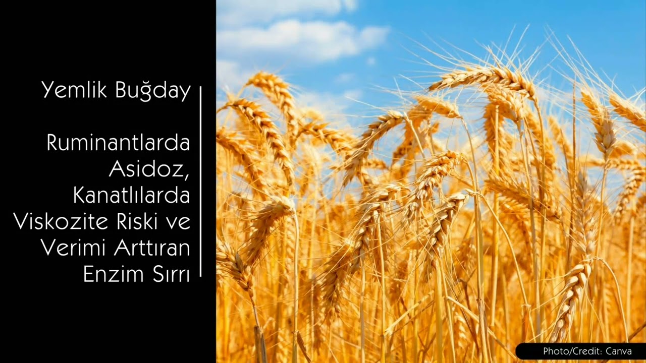 Yemlik Buğday: Ruminantlarda Asidoz Kanatlılarda Viskozite Riski ve Verimi Arttıran Enzim Sırrı
