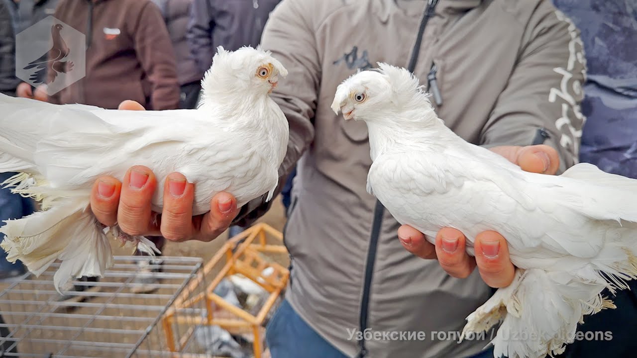 Птичий рынок г. Ташкент - ГОЛУБИ (07.02.2026)