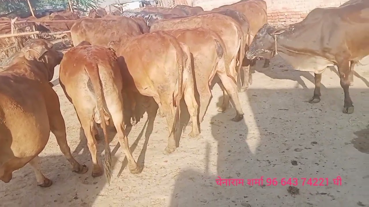 टॉप क्लास साहीवाल राठी गाय चेनाराम शर्मा 96 643 74221 घी भी देशी गाय मीलताह है