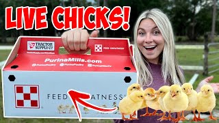 I Bought LIVE CHICKS From the Feed Store! NEW PETS *Cute Baby Animals*