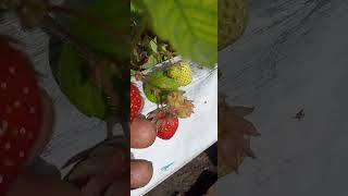Outdoor Garden Grow Update/W Dr. Greenbody