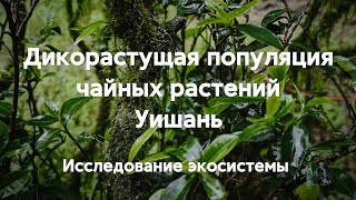 Дикорастущая чайная популяция Уишань. Материнский куст сорта Телохань. Уишаньские Даньцун и Цичжун.