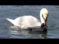 SWAN MATING WITH A DUCK DECOY 4K Video