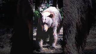 This Bear Was NOT Alone...