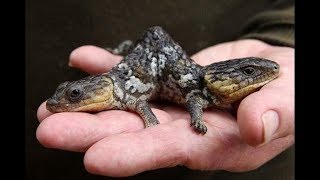 Top 10 Coolest, Weirdest Lizards – Large and Small - Best News Animals