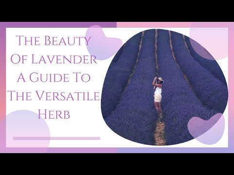 The Beauty Of Lavender  A Guide To The Versatile Herb