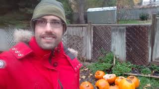 How to compost Halloween pumpkins with leaf mulch for spring garden soil.