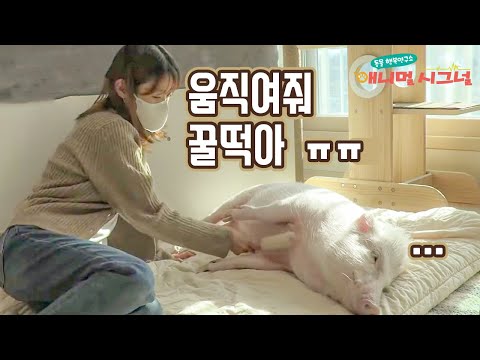 꿈쩍도 하지 않는 꿀떡이... 무엇이 문제일까? [애니멀시그널] / YTN 사이언스