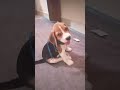 Playtime with puppy 🐶#beagle