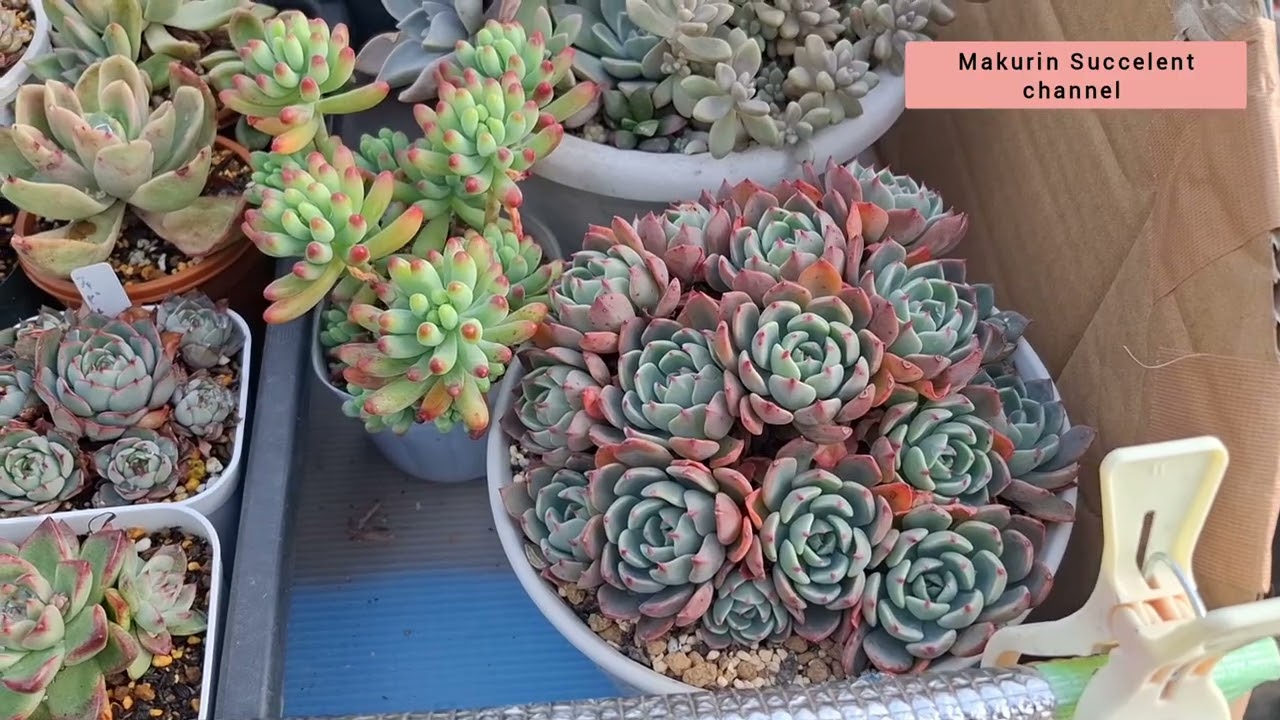 【Succelent care and tips 】How to take care　of  succelents in winter 🥶? 自分なりの多肉植物の寒さ対策。　