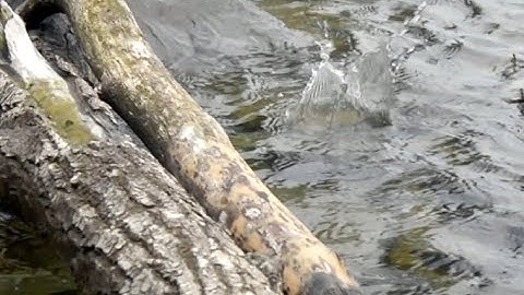 How to Fish a Mouse Pattern