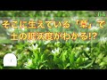 【#64】そこに生えている草で畑の状態，土の肥沃度が分かる．