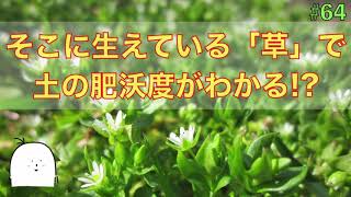 【#64】そこに生えている草で畑の状態，土の肥沃度が分かる．