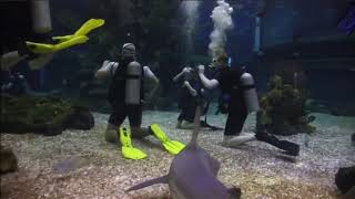 Scuba Diving at EPCOT - Dive Quest