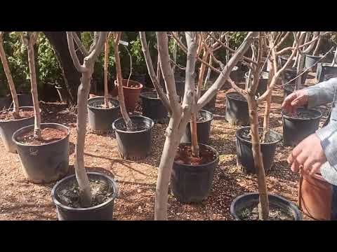 Video: Bahçe Peyzajında çam, Ladin, Ardıç Kullanımı - 2