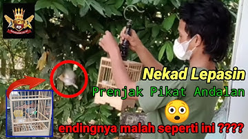 NEKAT LEPASIN PIKAT PRENJAK KEPALA MERAH ANDALAN || ENDINGNYA MALAH SEPERTI INI ????