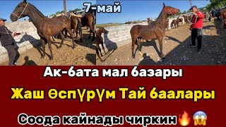 ЖАШ ӨСПҮРҮМ ТАЙЛАРДЫН БААЛАРЫ | СООДА КАЙНАДЫ😱😱 | Ак-бата | 7-май