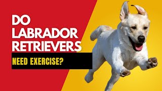 How much exercise does a Labrador Retriever need