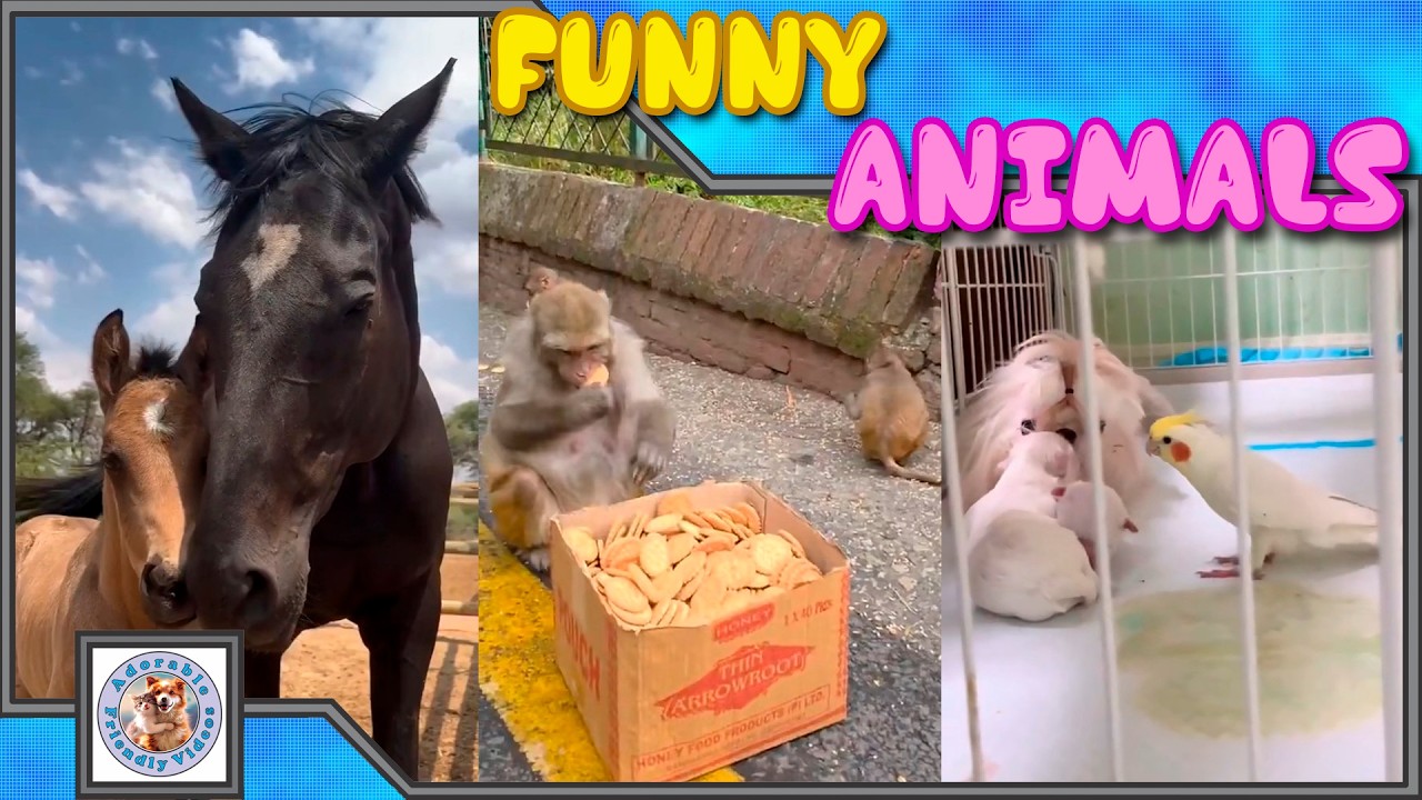 Compilation of funny animals! #123 Choose what you liked most and leave a comment! Subscribe!