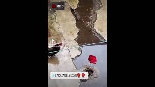 rata(chefsito) vs gallo (Claudio)