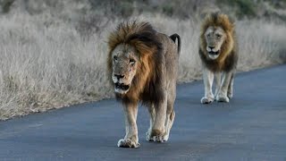 The New Kings Of Satara S90 And Nsemani Male Lions