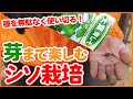 家庭菜園や農園で4月から始めるシソ栽培！余った種で芽シソまで無駄なく楽しむ！種まきのコツやシソの育て方を徹底解説！【農園ライフ】