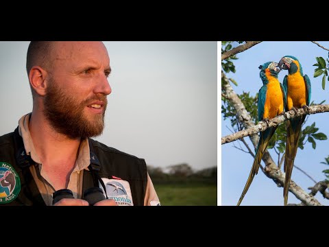 Protecting the Blue-throated Macaw | Tjalle | FFN Award Winner 2020