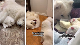 The sweetest moments in our large samoyed family