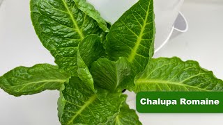 Chalupa Romaine Lettuce In Rochester NY by Rochester Microgreens 124 views 1 year ago 26 seconds