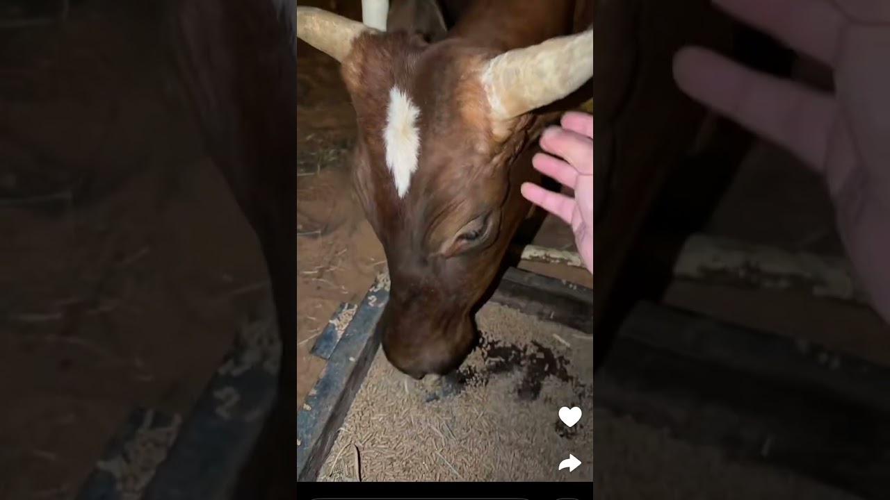 ترتيب والتجهيز المزرعة للعيد🌿🌱🌳💐🌸🌙🌙🌙