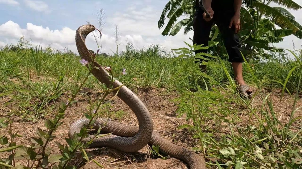 Tập 286 : Kỷ Lục Trong Năm Thu Phục Được Con Rắn Hổ Sáp Vàng Hàng Khủng... | Mười Thương Săn Bắt
