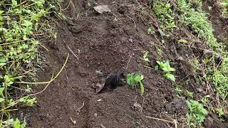 #CoffeeCultivation Here's how to plant coffee to maximize land use and achieve high yields. Slopi...