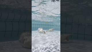 Diving Ducks #shorts