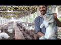 Criação de coelhos /Fazenda Angolana