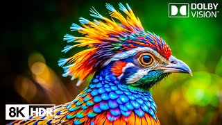 Download Lagu Raw Beauty Perfectly Preserved in 8K HDR Dolby Vision 60FPS MP3