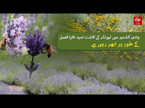 وادی کشمیر میں لیونڈر کی کاشت امید افزا فصل کے طور پر ابھر رہی ہے