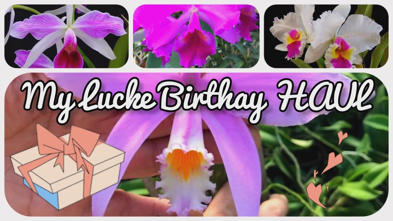My Lucke Orchideen BIRTHDAY orchid haul 2023