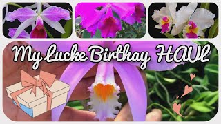 My Lucke Orchideen Birthday Orchid Haul 2023