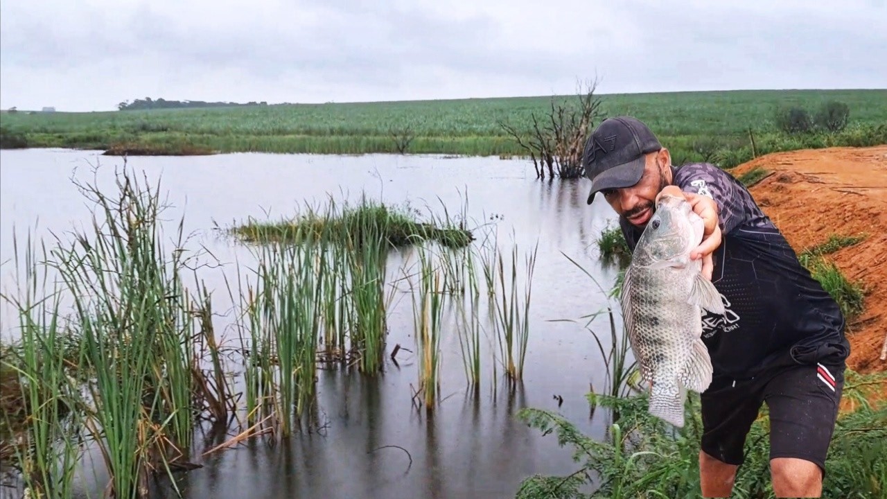Um lago abandonado cheio de tilápias! Me surpreendi com os tamanhos, pescaria caipira de tilápia