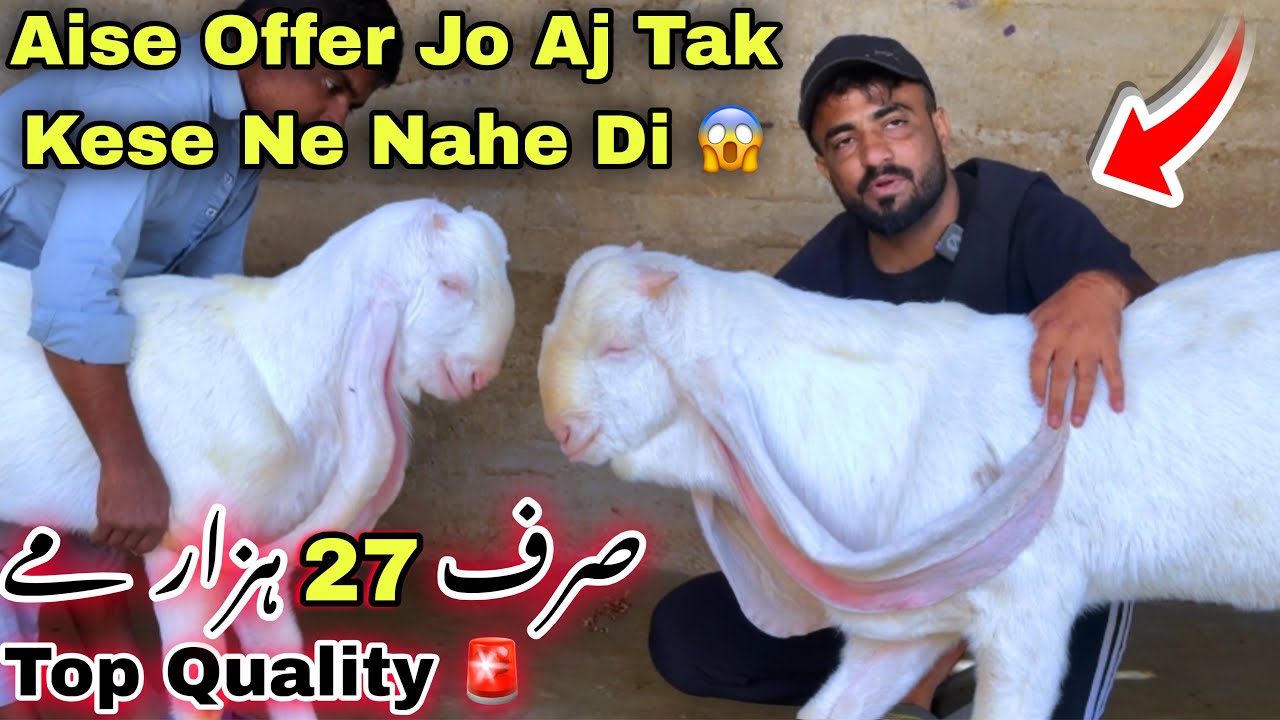 Wali Kareem Goat Farm Ki Offer Na Dil Jeet Liya 😍 | Qurbani 2026 Ka Bakray | Bakra Mandi 