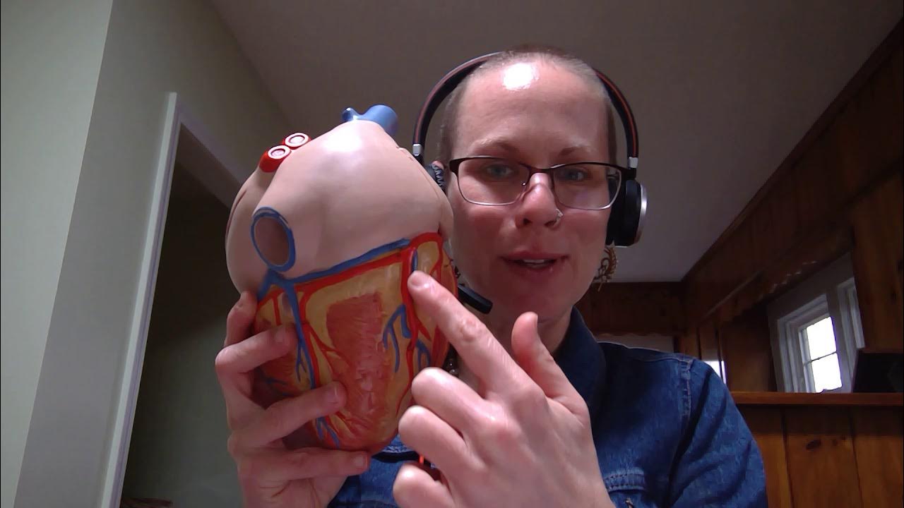 Biology 2020 Lab 4 Quiz Question YouTube