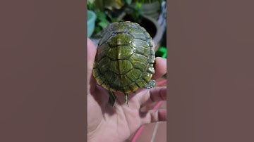 Phân biệt rùa chết và sống tại Ú Ù P.S