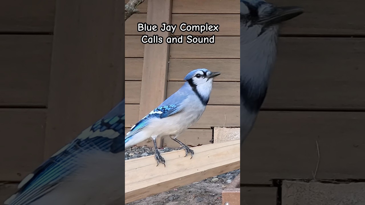 Exceptional Blue Jay Calls