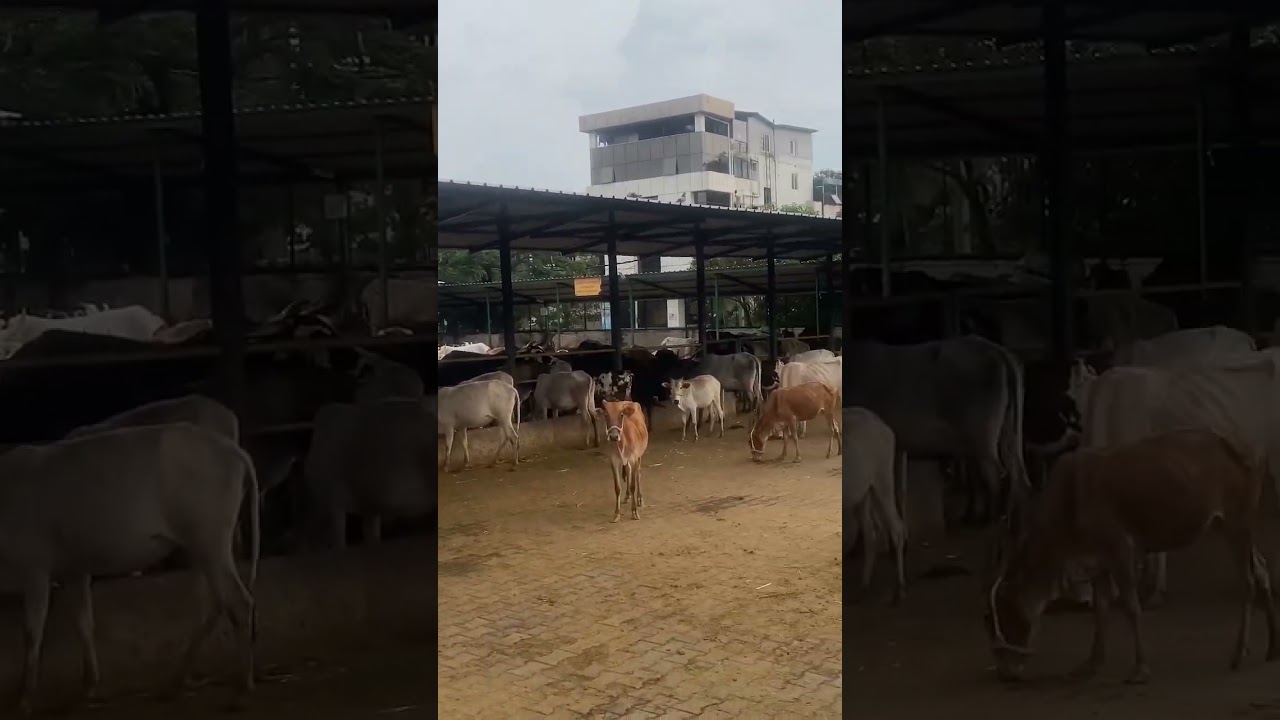 Gaumata video | Goushala in Bangalore 