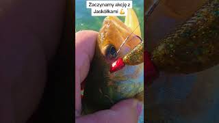 Jaskółkowe okonie 💪 #fishing #handmade #barsch #perch #fish #wędkarstwo #okoń #wędkarstwo #jig #ulx