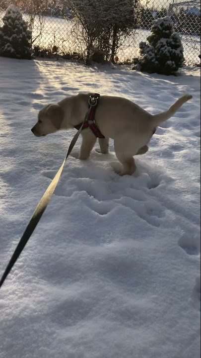 My snow, my 💩 poop!