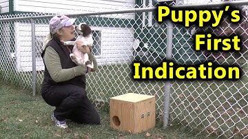 How to Train Your Puppy for Nosework | Hunter